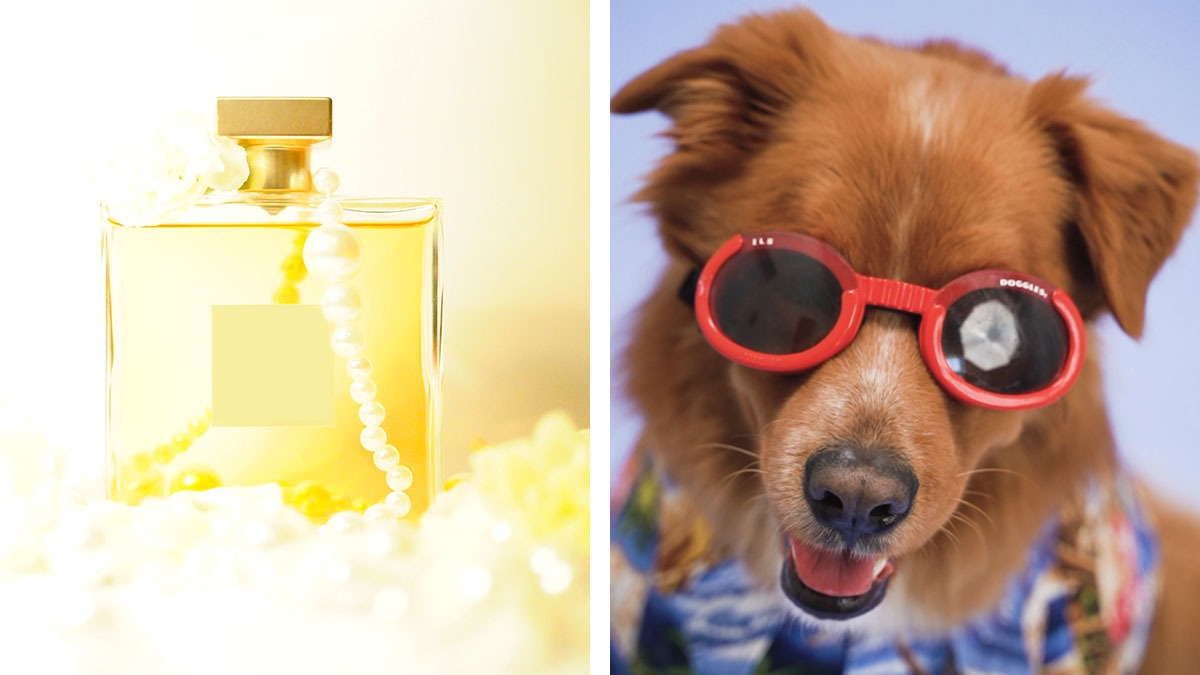 Prepara un perfume casero para mejorar el olor de tu perrito y que cuide su pelaje