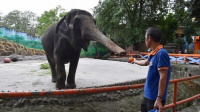 Muere Mali, la elefanta “más triste del mundo” en Filipinas