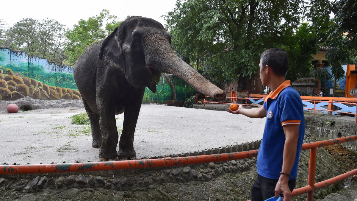 Muere Mali, la elefanta “más triste del mundo” que vivió sola toda su vida en Filipinas