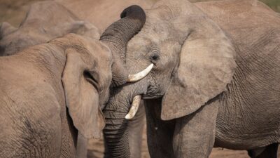 Los elefantes se ponen nombres, son los primeros animales en hacerlo