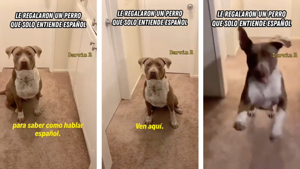 Estadounidense adopta a perro latino que solo entiende español