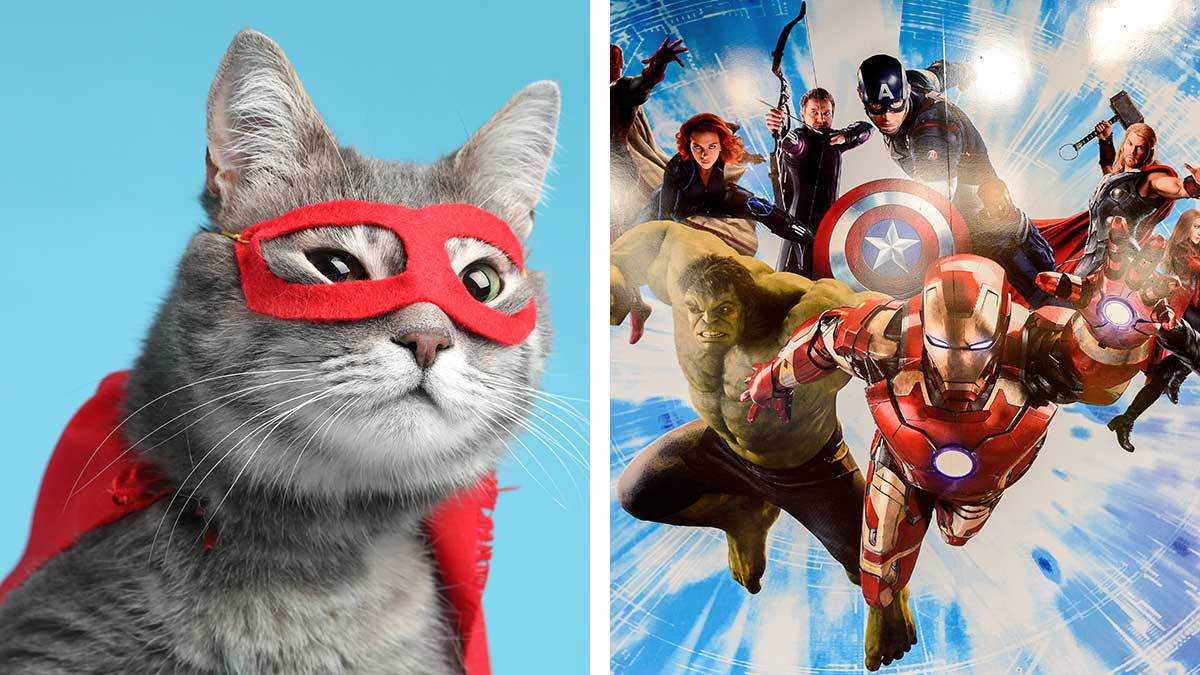Gatitos al estilo Marvel, los mininos representan a nuestros superhéroes favoritos