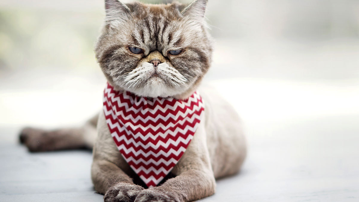 Los gatos tienen 276 expresiones faciales; muchas de ellas son formas de mostrarte su desagrado