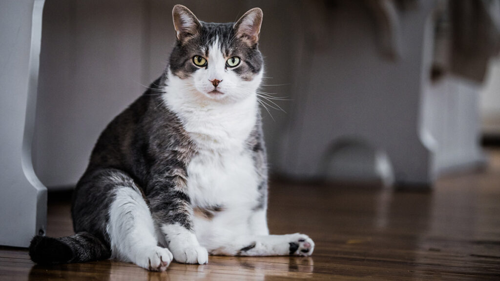 ¿Cómo sé si mi gato tiene sobrepeso?