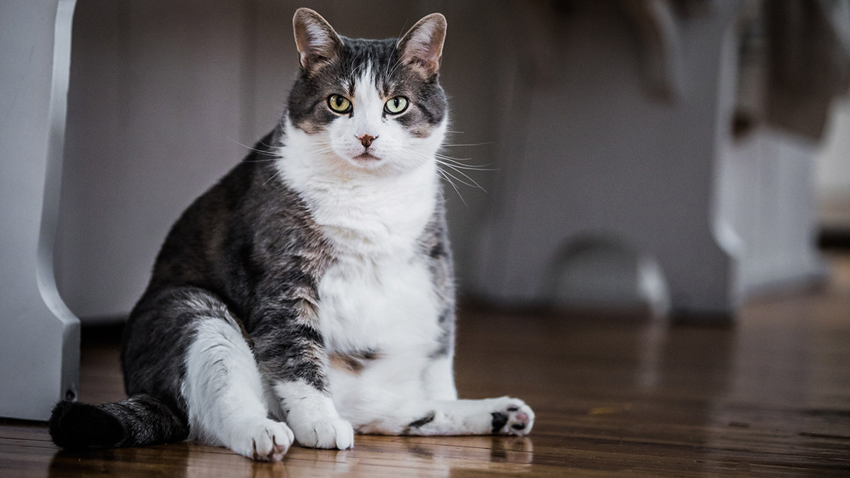 ¿Ya se pasó de tamales? 3 pasos para identificar si tu gato tiene o no sobrepeso