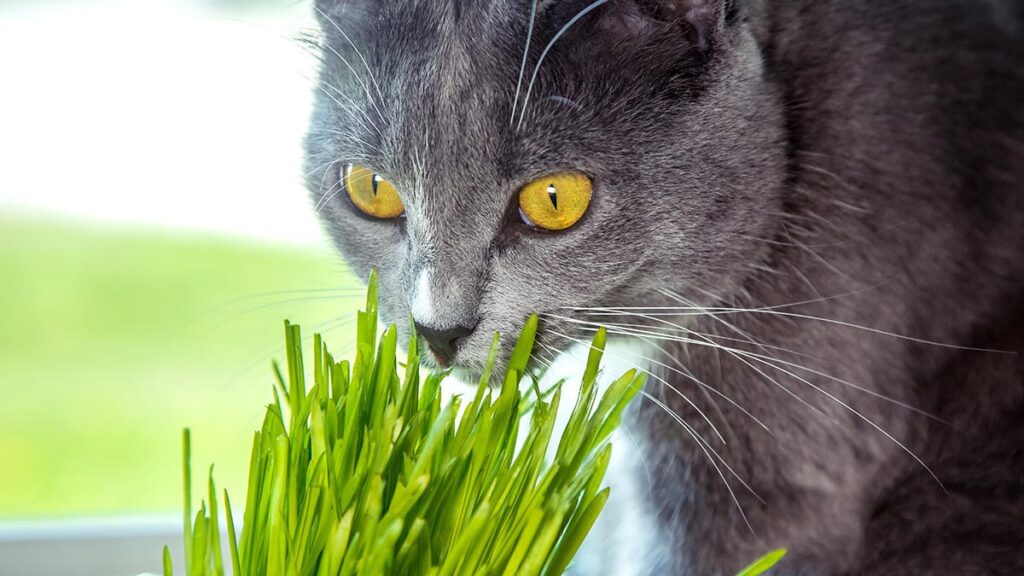 Hierba gatera: ¿Qué es y qué efecto tiene en los gatos?