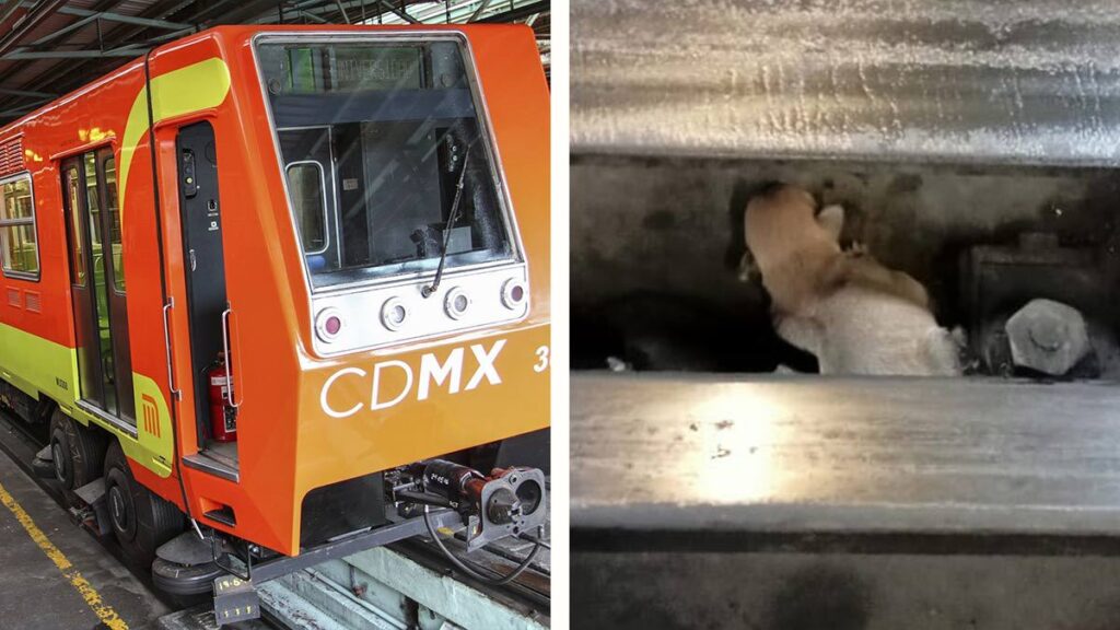 Perrito cae a las vías del Metro de la CDMX; exhortan a no viajar con mascotas