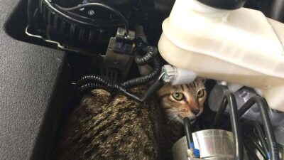 Revisa el motor antes de arrancar; ahí se refugian los gatos