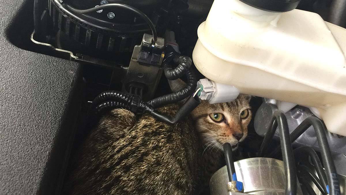 Checa tu motor antes de arrancarlo en época de frío; un gato podría estar en él