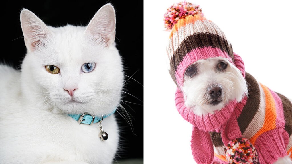 Navidad: ideas de regalos para tu perro, gato y mascotas
