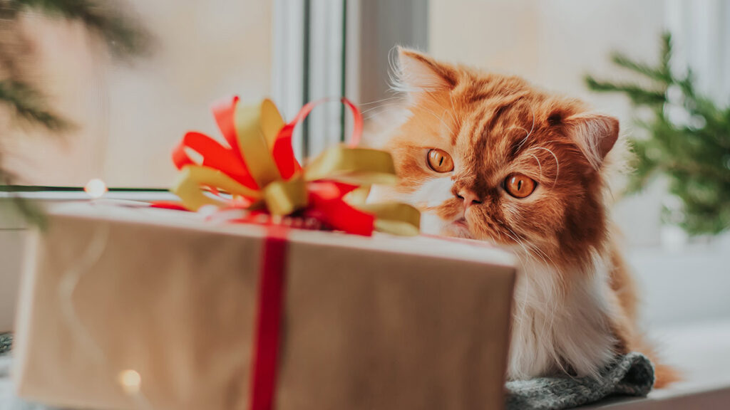 Navidad: ideas de regalos para tu perro, gato y mascotas