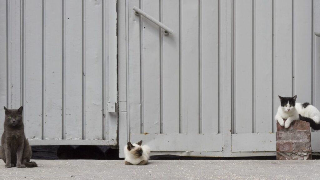 Tres gatos afuera de una vivienda