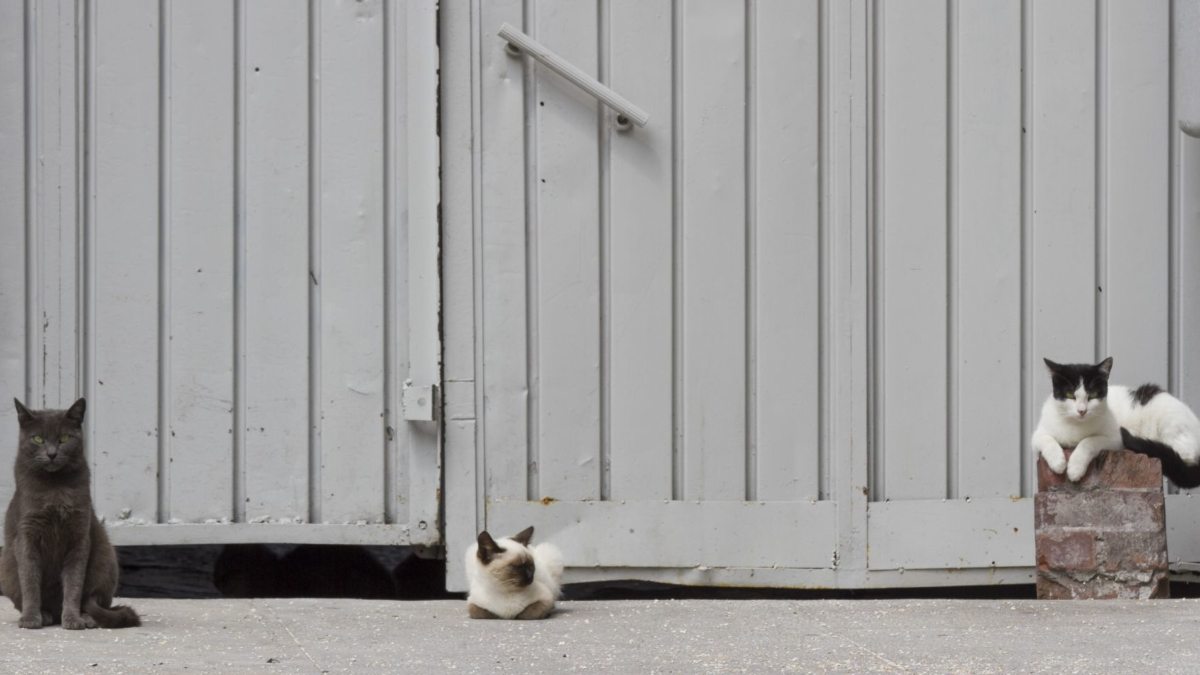 ¿Cómo ayudar de manera responsable a los gatos de la calle?