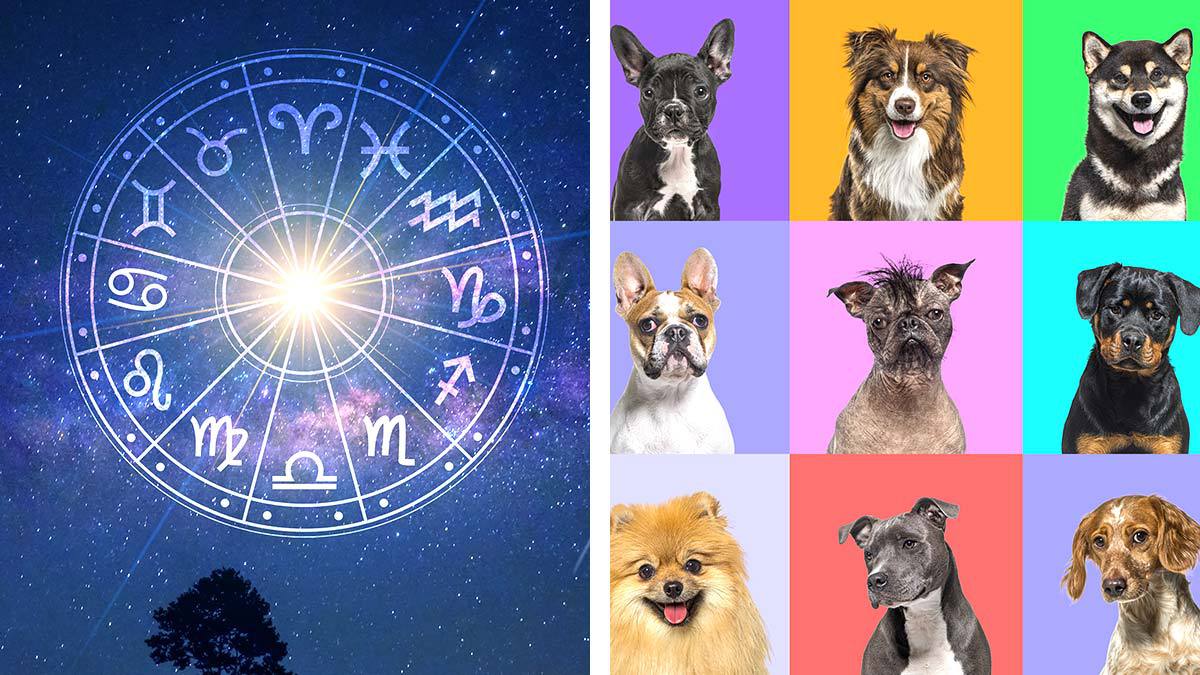 Descubre cuál es la raza de perro que debes de tener, según tu horóscopo