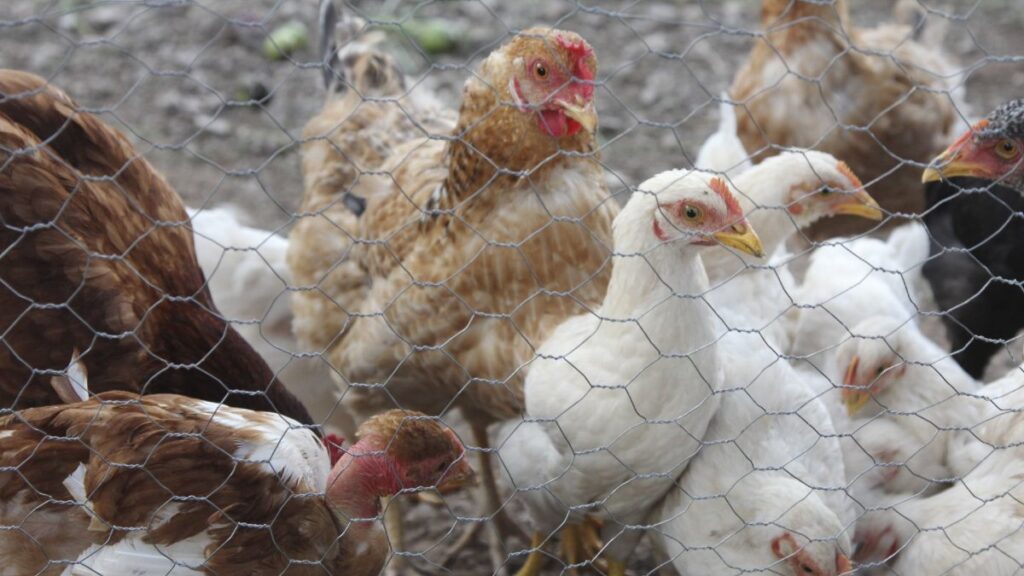 Influenza aviar en Sonora: detectan segunda granja afectada