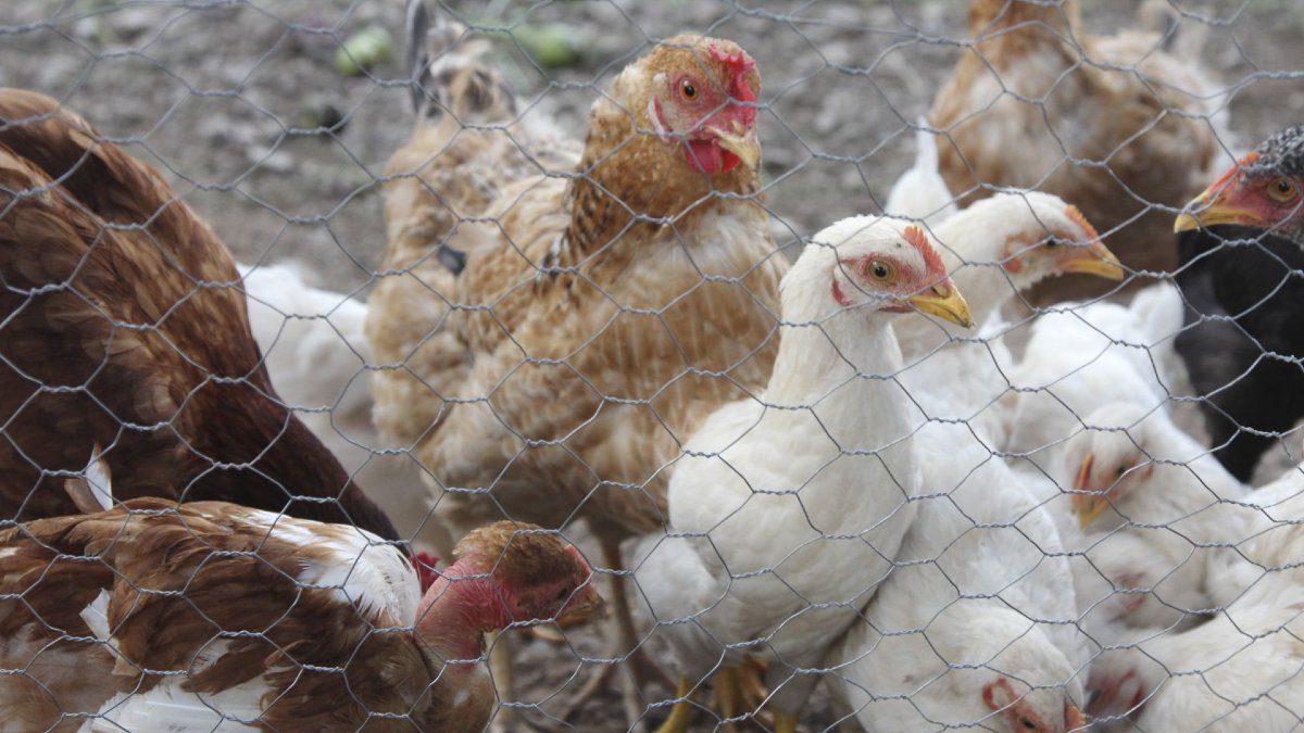 Detectan segunda granja afectada con influenza aviar en Sonora