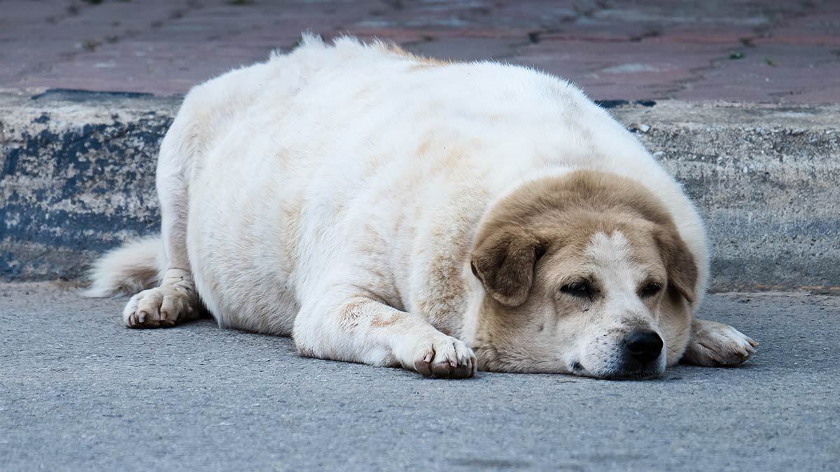 Krugets, la historia del perrito que fue rescatado de las calles y que pesa casi 100 kilos