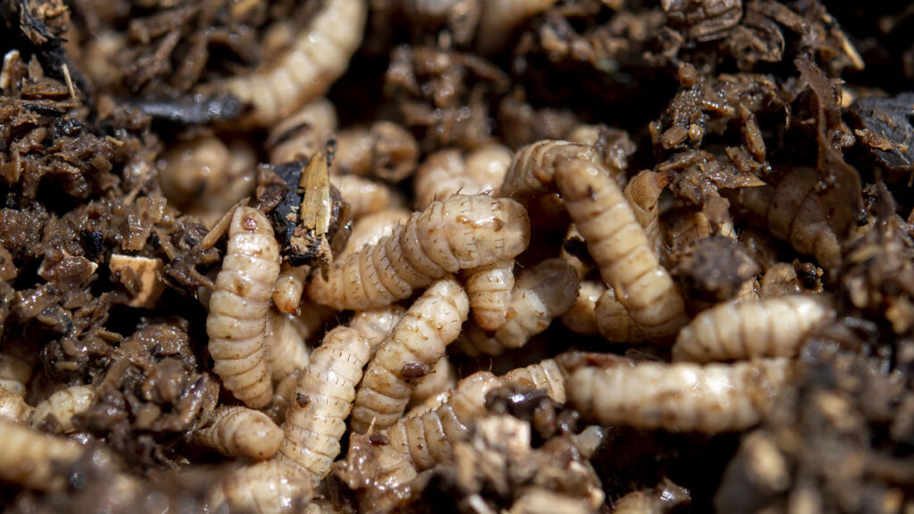alimento para animales con larvas de mosca