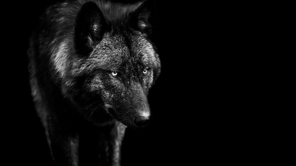 Calupoh: conoce la historia de este perro lobo mexicano