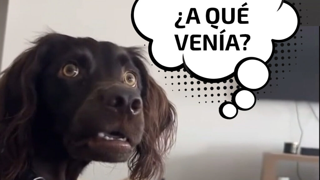 “El perro confundido”, el meme viral que enloquece las redes