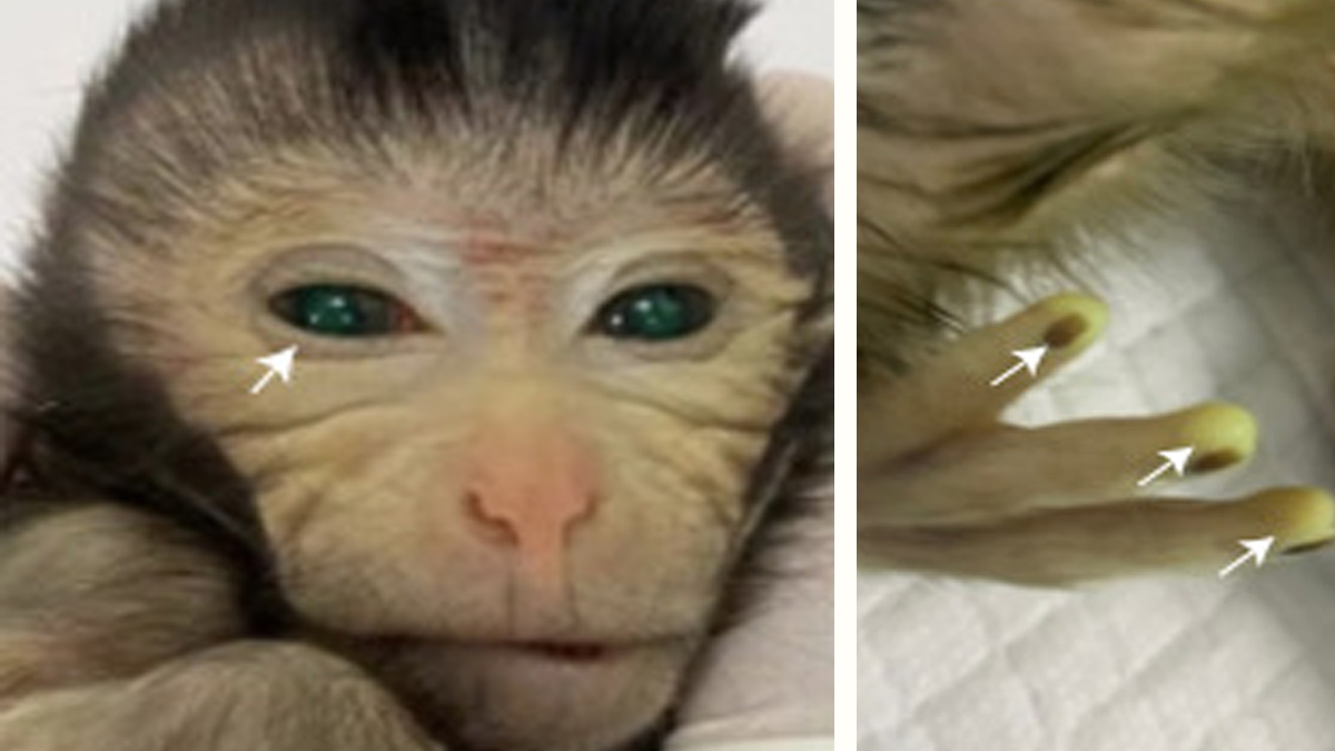 Crean al primer mono quimera con ojos verdes y dedos que brillan