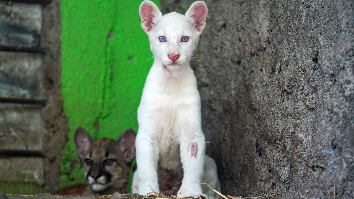 Zoológico en Nicaragua abres sus puertas para que sus visitantes conozcan a “Itzae”, su raro puma albino