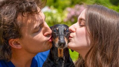 Perro celoso se viraliza por su reacción al ver sus humanos besarse