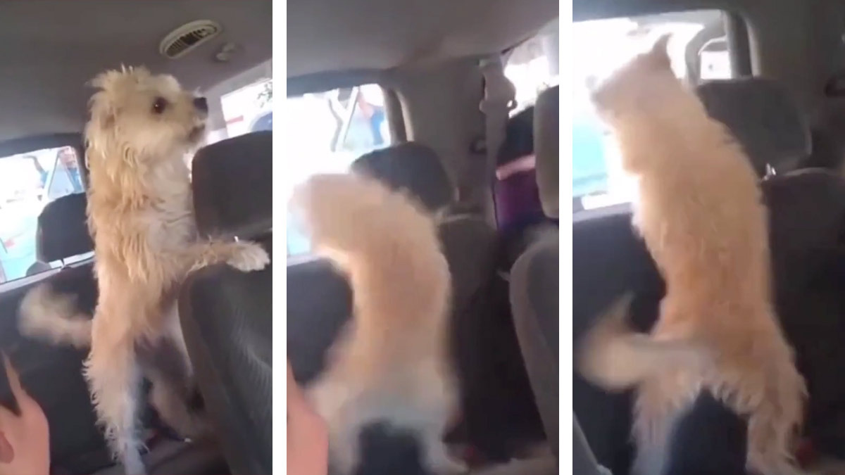 Perrito saca su furia del volante y se pone histérico al esperar en el tráfico