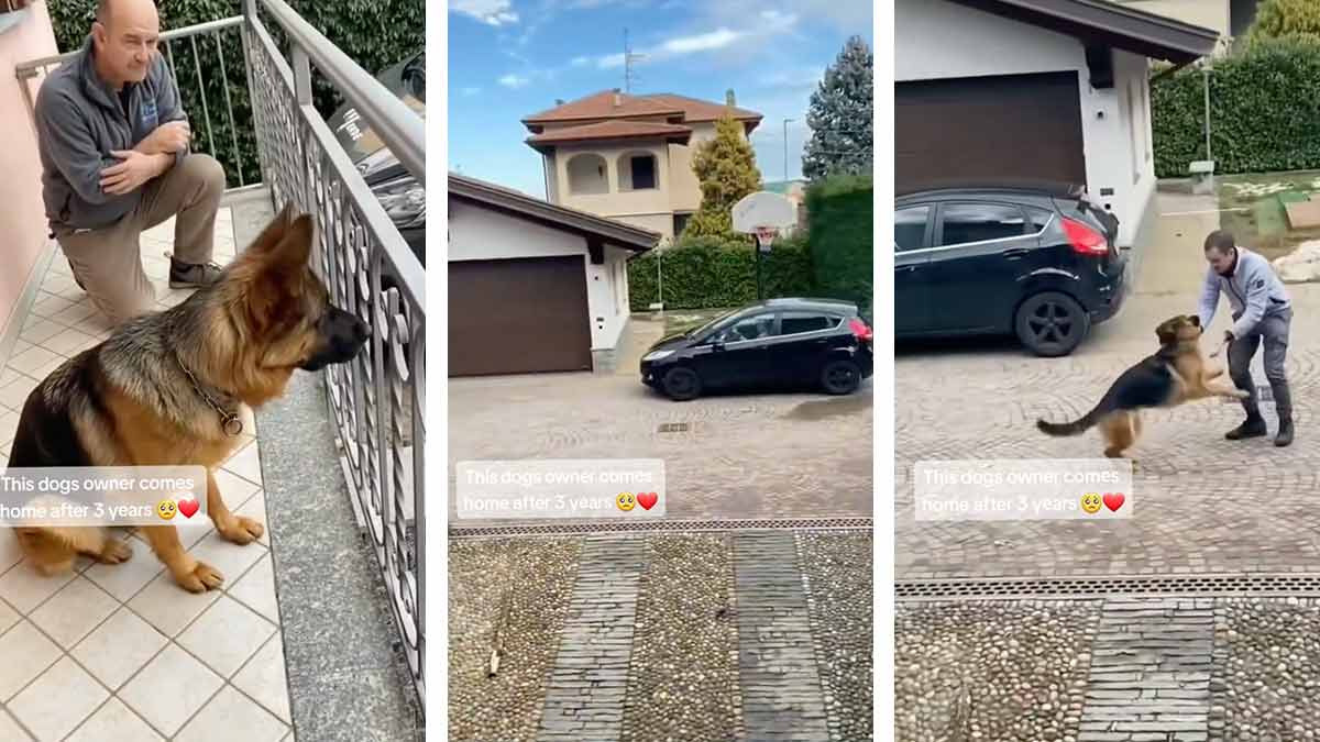 Perrito se reencuentra con su dueño después de 3 años y su reacción es conmovedora