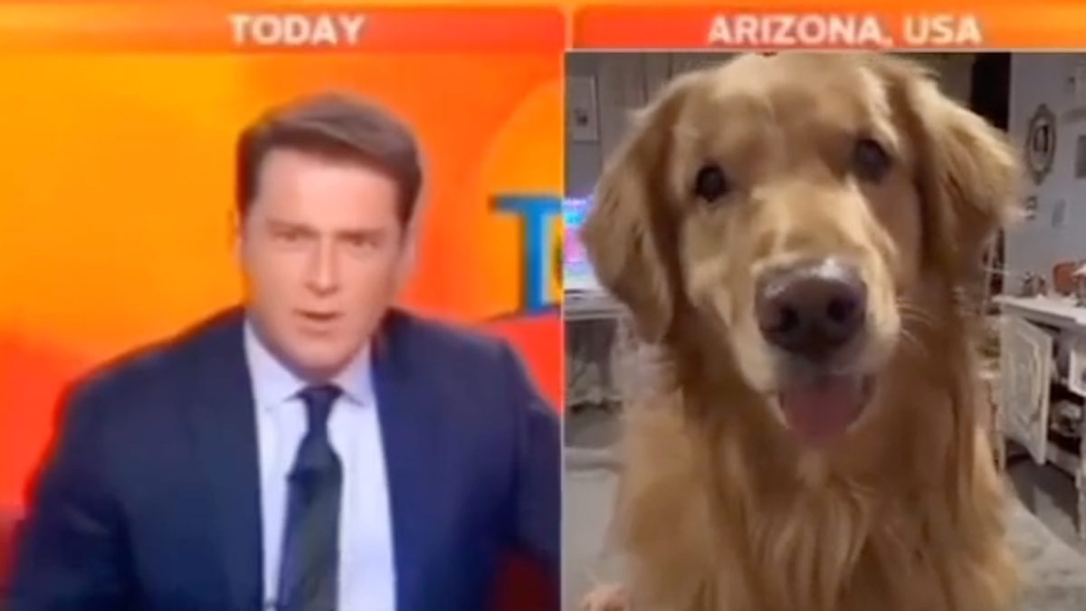 Perro atiende accidentalmente entrevista para un noticiero, no pararás de reír