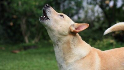 Los perros tienen tonos de voz; ¿qué significan y para qué los usan?