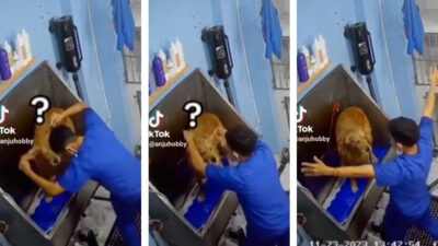 Viralizan video de empleado bailando salsa con perro