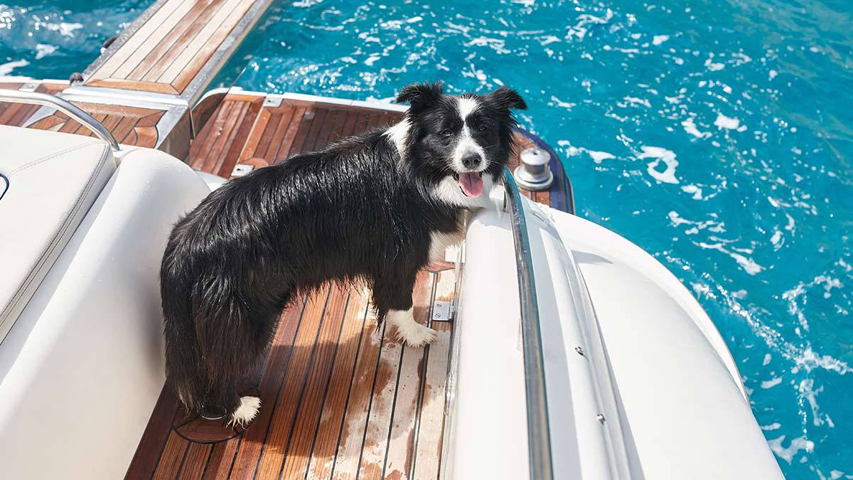 ¿Se pueden llevar mascotas en un crucero?