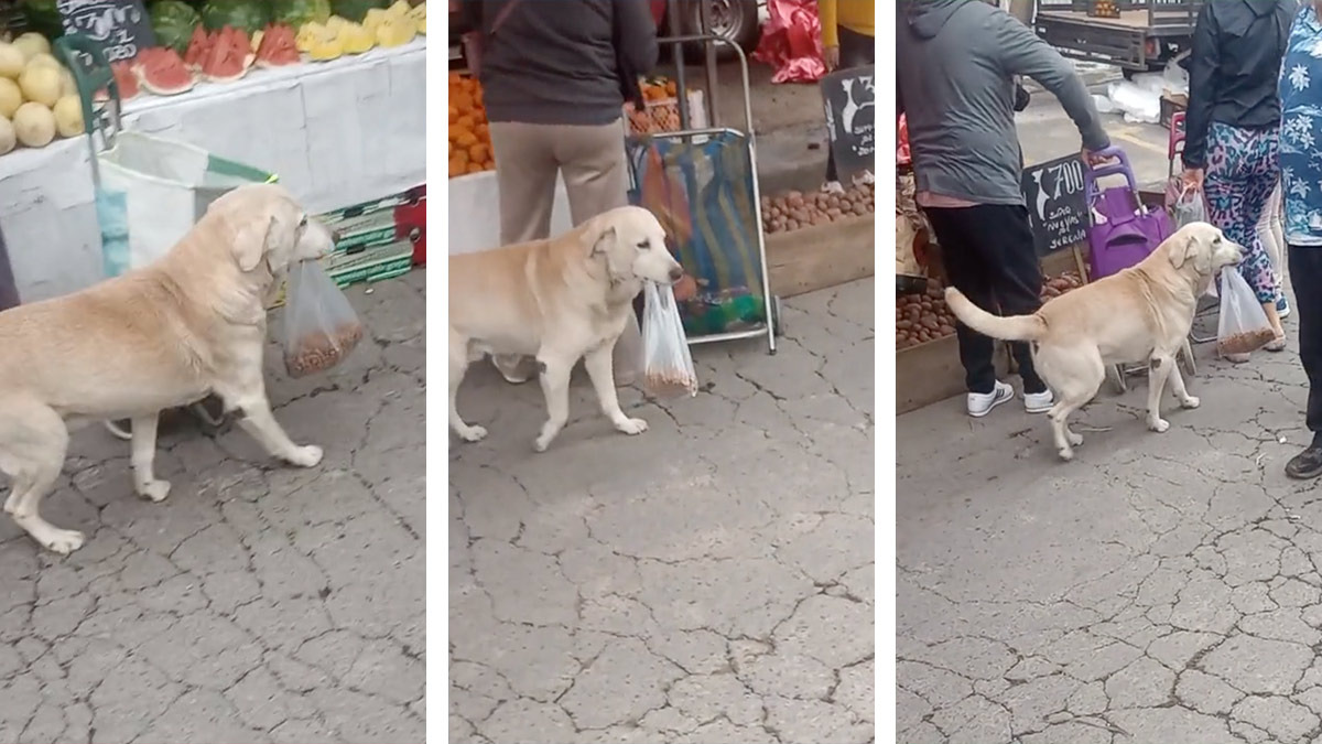 Perrito se hace viral por ir a comprar solo su comida a un mercado
