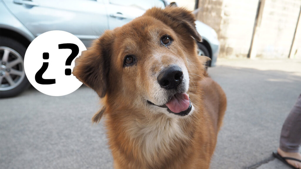 “El perro confundido”, el meme viral que enloquece las redes