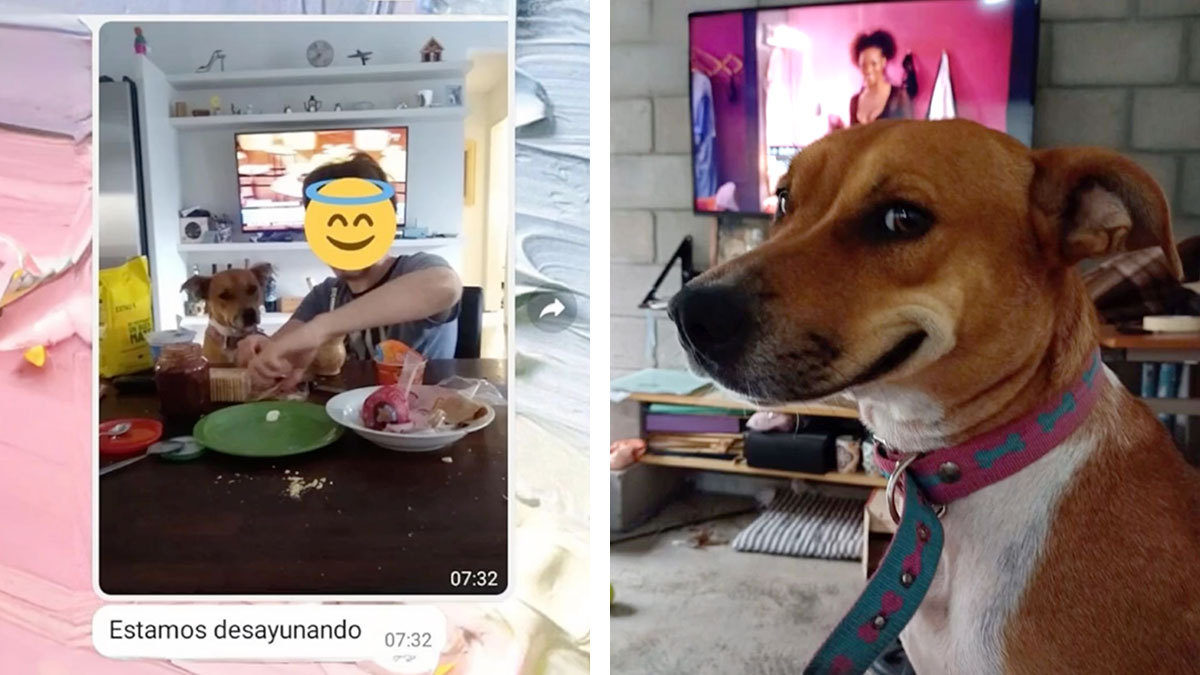 Perrito escapa de su casa para ir a desayunar con su vecina y se vuelve viral en redes 