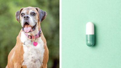Crean medicamento para que tu perro viva más