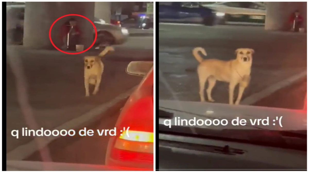 Perro pide dinero para su dueña con discapacidad en San Luis Potosí; su nobleza lo hace viral