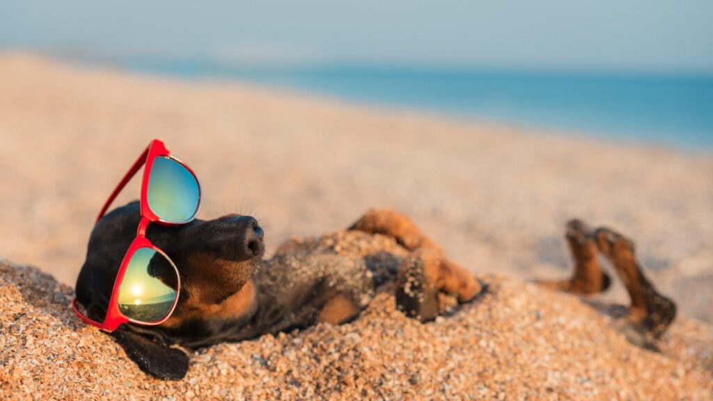 perro salchicha enterrado en la arena con lentes de sol en una playa