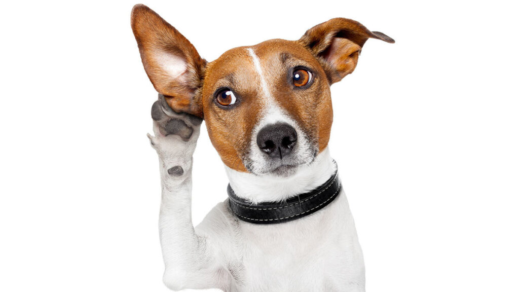 ¿Cómo saber si mi perro es sordo? Cuidados y señales de alerta