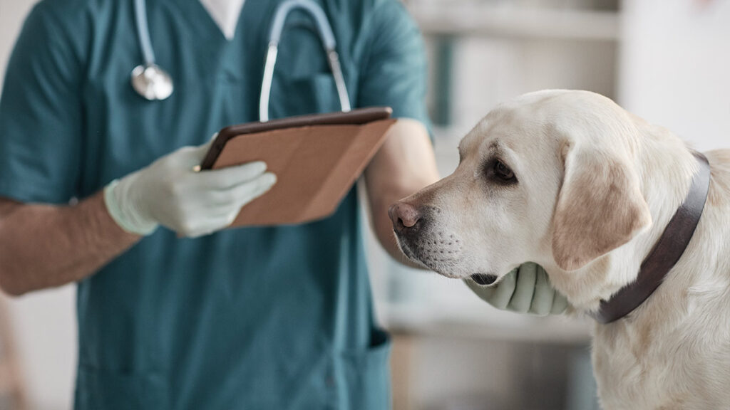 Rara enfermedad respiratoria es detectada en perros de Estados Unidos; ve síntomas