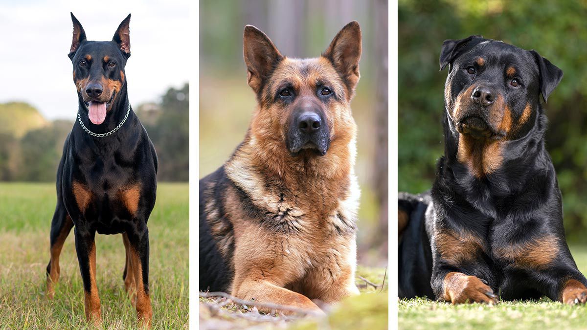 Las mejores razas de perros para proteger tu hogar