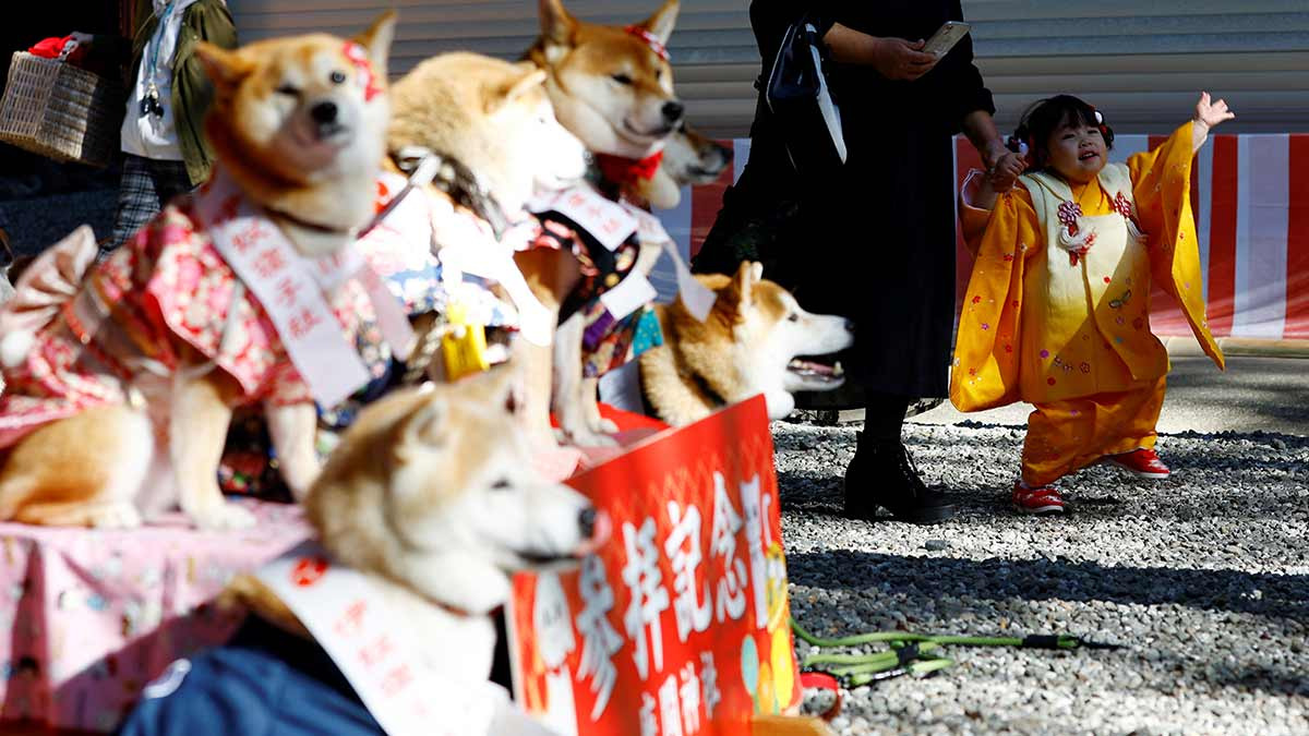 Perros vestidos con kimonos reciben bendición a falta de los niños en un Japón que envejece