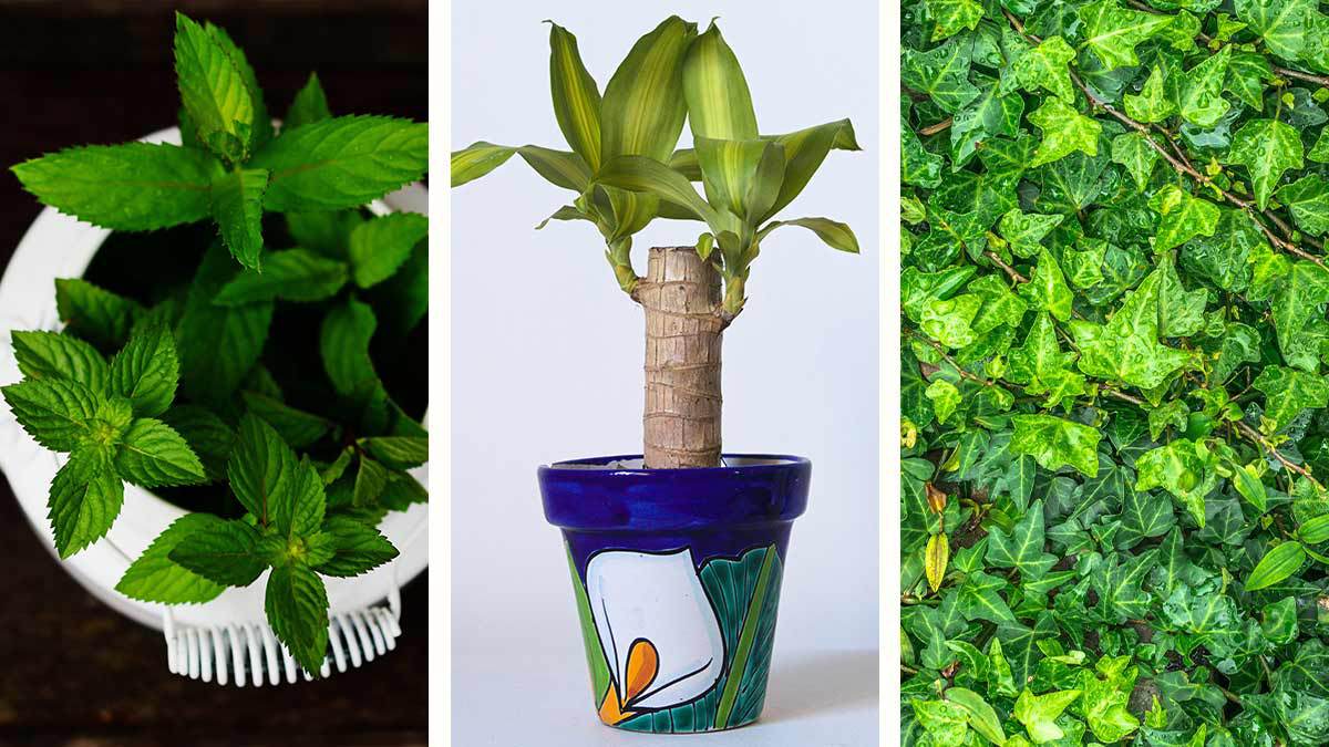 Estas son las plantas que eliminan el moho del hogar
