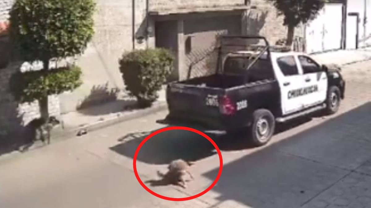 Policía de Chimalhuacán va a la cárcel por atropellar y matar al perro “Peluche”