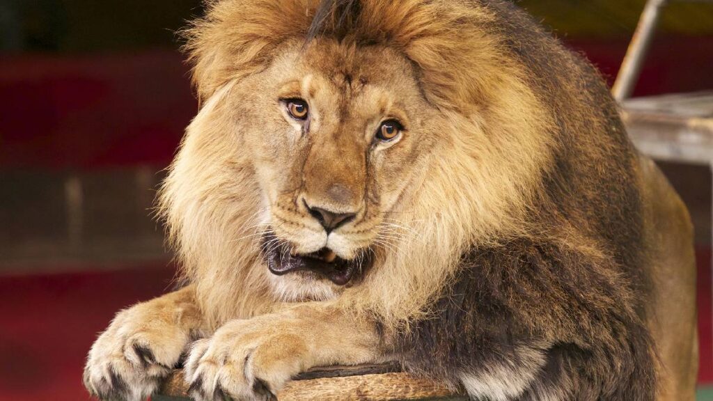 alerta-en-italia-por-leon-que-escapo-de-circo-autoridades-buscan-al-animal
