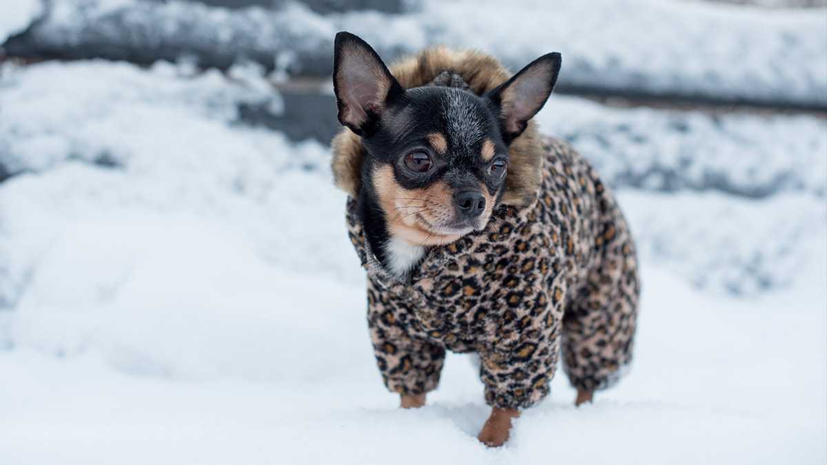 Razas de perros que son muy sensibles al frío