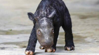 Nace rinoceronte de sumatra