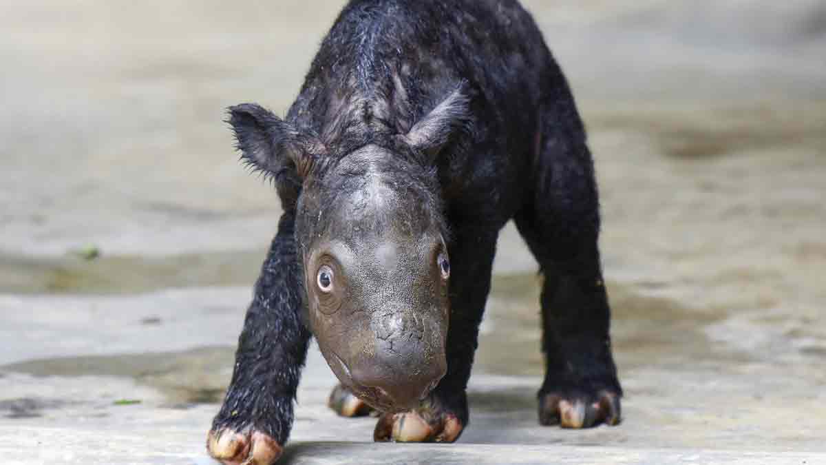 Nace rinoceronte de Sumatra en Indonesia, especie en peligro de extinción