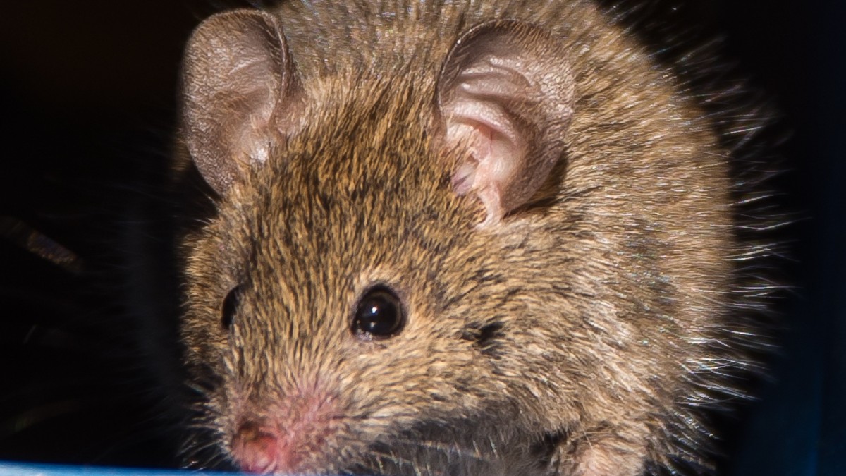 Raro roedor del tamaño de un bebé es captado por primera vez